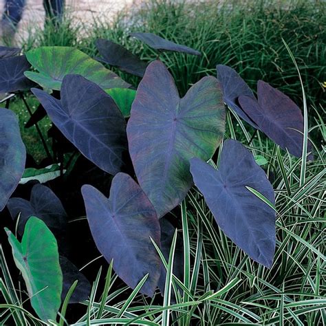 From Seed to Sorcery: Black Magic's Journey in New Cocoyam Taro Growth